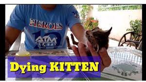 I M Trying To Revive A Dying Kitten And See What Happen After Thirty Minutes 65 Youtube