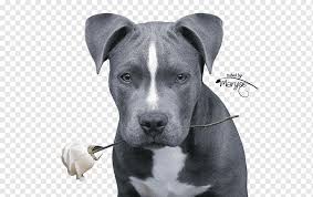 American staffordshire terrier breed profile. American Pit Bull Terrier Staffordshire Bull Terrier American Staffordshire Terrier Puppy Animals Carnivoran Dog Like Mammal Png Pngwing