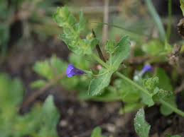 Image result for Stemodia