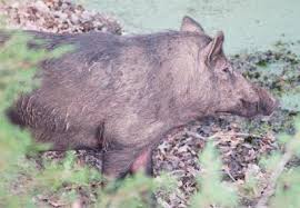 Hunt with overnight options, use of the deer camp, campsites, and shooting range. Outdoors Wild Hog Is Good Food And Good For You Sports Palestineherald Com