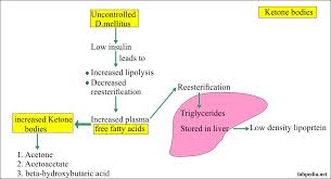 Urine is stored in the urinary bladder and is. Urine For Ketones And Ketone Bodies Ketonuria Labpedia Net