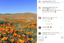 I was very happy with this. Where To See Flowers Fields Near La