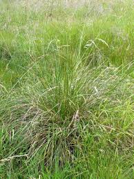 Щучка дернистая, луговик (deschampsia cespitosa (l) beauv.) 01.02.2014. Deschampsia Cespitosa Tufted Hair Grass Go Botany