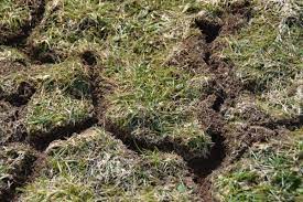 Was tun gegen wühlmäuse im garten? Weg Mit Der Wuhlmaus Donnerwetter De