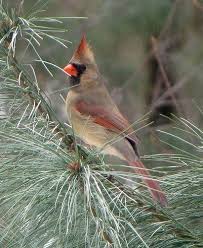 Why are male cardinals different color than females? Young Male Or Female Cardinal Cardinal Birds Pet Birds Beautiful Birds