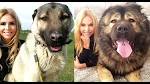 Kangal dog Personality, Temperament and HD pictures