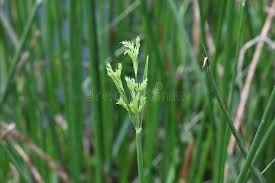 Image result for Pycreus polystachyos