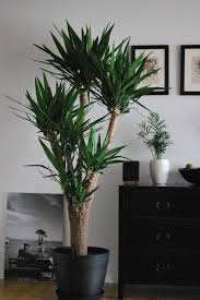 Image result for yucca gigantea en casa