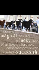 Hard Work Show Cattle Cow Quotes Showing Livestock