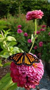 Maybe you would like to learn more about one of these? How To Build Monarch Butterfly Habitat In Tiny Garden Spaces Alameda Backyard Growers