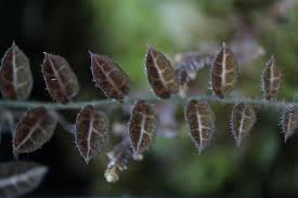 Image result for Solanum sp. A