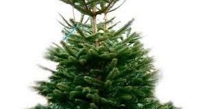 Wie stellt man einen weihnachtsbaum ohne weihnachtsbaumständer auf? Landkreis Vorfreude O Tannenbaum Www Sn Online De