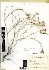 Image result for Aspidoglossum glabellum