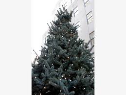 So it's almost 100 degrees or and we're found ourselves in a christmas shop. Here S How To Recycle Your Christmas Tree In Long Beach Long Beach Ca Patch