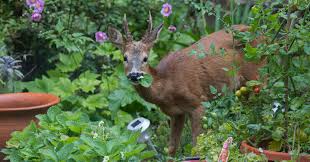 What cut flowers will deer not eat. The Elusive Deer Proof Garden The New York Times