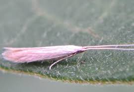 Image result for Pterygota