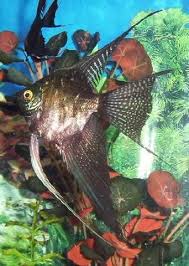 Jul 28, 2021 · 12 blue panda angelfish nickel to quarter size : Angel Fish Types Guide To Help Identify Angel Fish Tropical Fish Aquarium Freshwater Aquarium Fish