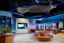 Aquariums South Florida Science Center And Aquarium Science Center Public Aquarium Aquarium