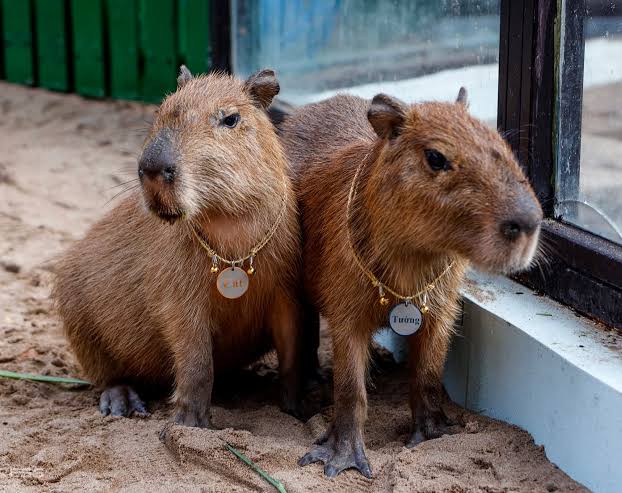Cặp Capybara ở Thảo Cầm Vi&ecirc;n