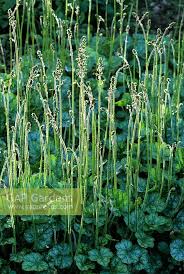 Image result for Heuchera cylindrica Greenfinch