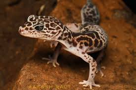 Image result for Alantsilodendron pilosum