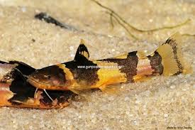 Lima shovelnose catfish for sale! Bumblebee Catfish Information Aquatic Mag