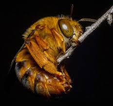 Urban beekeeping is all the rage, but what does the honey taste like? Teddy Bear Bee Photo James Niland The Nature Conservancy In Australia Bee Insects Best Flowers For Bees
