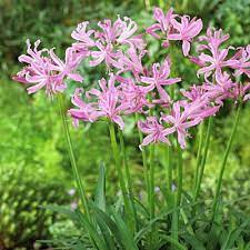 Pink Spider Lily Bulbs Jersey Lily Nerine Lily Nerine Bowdenii High Country Gardens