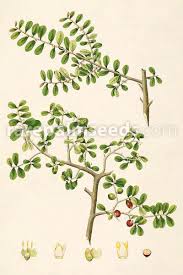 Image result for Diospyros ferrea
