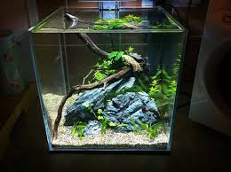 See more ideas about aquascape, nano aquarium, planted aquarium. Planted Tank Aquascape Nano Tank Nano Aquarium Aquascape Aquascape Aquarium