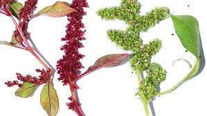 Rethinking A Weed The Truth About Amaranth Our World
