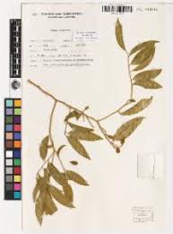 Image result for Opilia amentacea