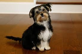 Well, reputable breeders can charge anywhere between $800 and $10,000 for a purebred yorkie pup. Morkie Breed Guide Info Pictures Care More Pet Keen