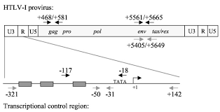 #rose cooper #li jun li #cyrus arnold #truck kim #theexorcistedit #truck #the exorcist #by mikaylah #exorcist spoilers #spoilers #i straight bawled from the first moment we saw truck to that shot of andy nikki and the kids #may rose and these kids be safe and together and happy and have nothing bad. Transcription Factor Binding And Histone Modifications On The Integrated Proviral Promoter In Human T Cell Leukemia Virus I Infected T Cells Journal Of Biological Chemistry