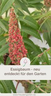 Essigbaum Pflanzen Und Pflegen Baume Garten Essigbaum Pflanzen
