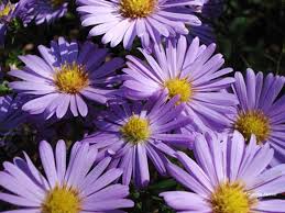 Maybe you would like to learn more about one of these? Fall Asters The Garden Website Com
