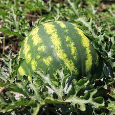 This is a classic way to pick a good watermelon, and the internet is filled with descriptions of how a ripe watermelon should sound. When To Harvest Watermelon Brown Thumb Mama