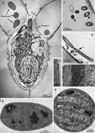 Image result for Microcoelia ornithocephala
