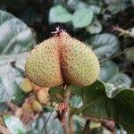 Image result for Manniophyton fulvum