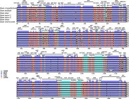 Image result for Sium repandum