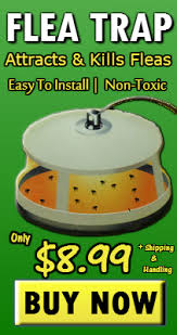 They are usually associated with those that own pets such as dogs and cats, and often attach themselves to. Best Way To Get Rid Of Fleas In Your House Diy Pest Control Remedies Pro Pacific Pest Control