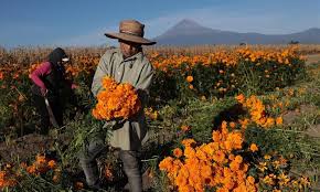 Get latest info on marigold flower, suppliers, manufacturers, wholesalers, traders, wholesale suppliers with marigold flower prices for buying. In Pics Harvest Of Cempasuchil Flowers In Mexico Global Times