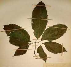 Image result for Telfairia