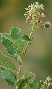 Image result for Ceratotheca integribracteata