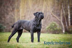 Cane Corso Ozellikleri Nasil Bir Kopektir Bakimi Kolay Midir