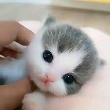 Pin on Pets Kitten Birds and Animals