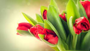Roses express unconditional love, care, and affection 5. The Best Apology Flowers To Say I Am Sorry