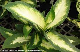 Suitable special soil for dieffenbachia, you can add sand or perlite and peat, if it seems too thick. Dieffenbachia Plant Leopard Lily Care Growing Dumb Cane Plant