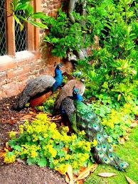 Peacocks In The Garden Most Beautiful Birds Beautiful Birds Lovely Creatures