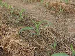 Maybe you would like to learn more about one of these? Corn Maturity Cutoffs For Post Emergence Herbicide Applications No Till Farmer